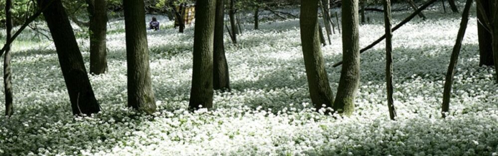 Bärlauchblüte im Wienerwald